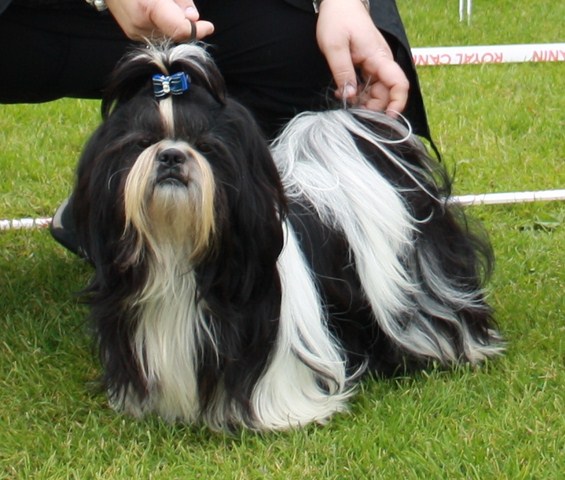 Shih Tzu Danmark